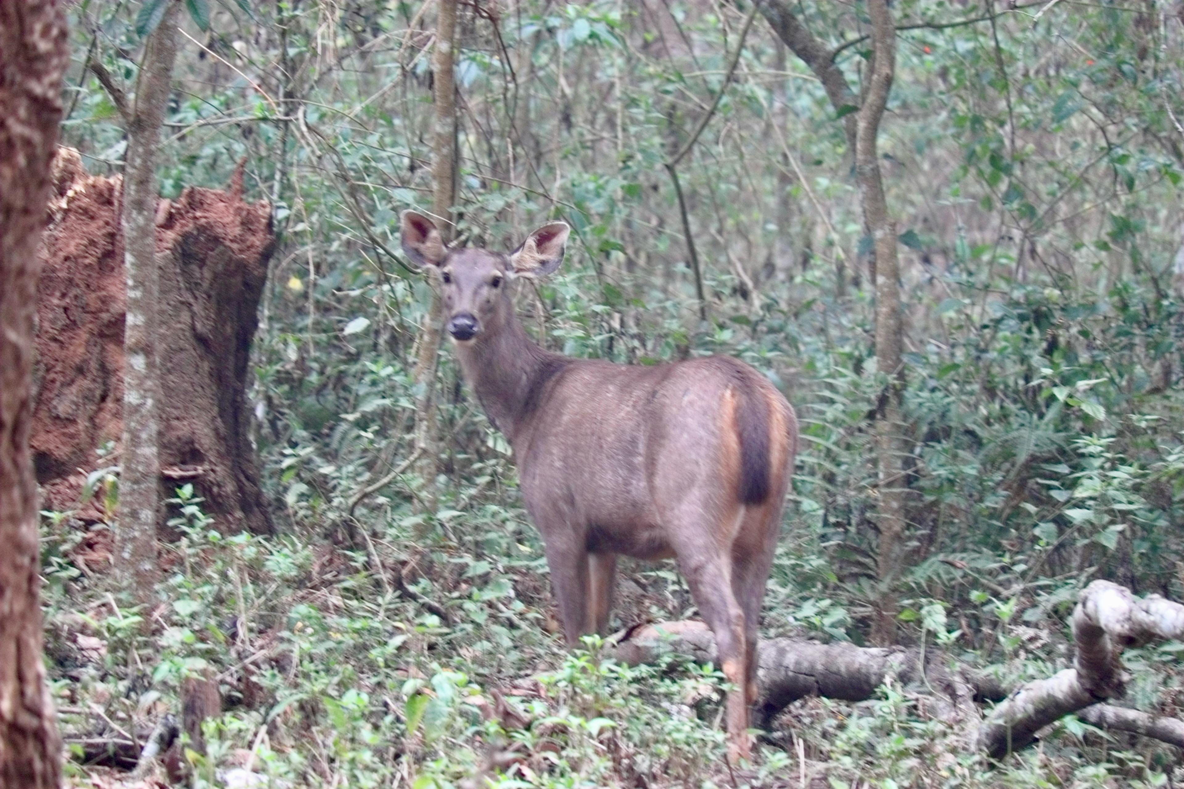 Forest restoration